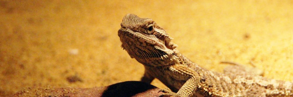 Terrarium einer Echse – Die ideale Größe