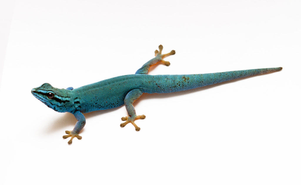 Himmelblauer Zwergtaggecko