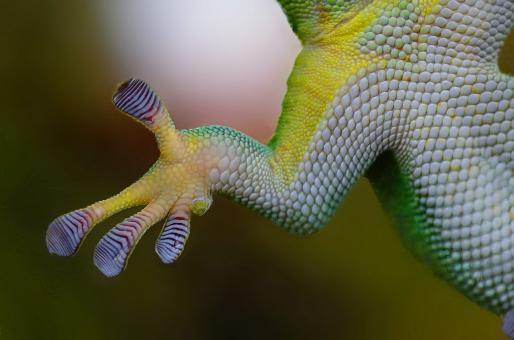 Terrarium Kaufen Gecko Hand