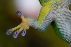 Gecko Hand