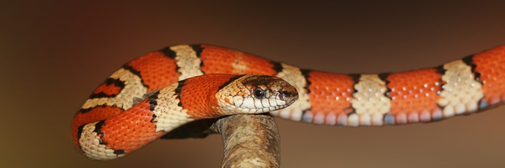 Terrarium einer Schlange – Die ideale Größe