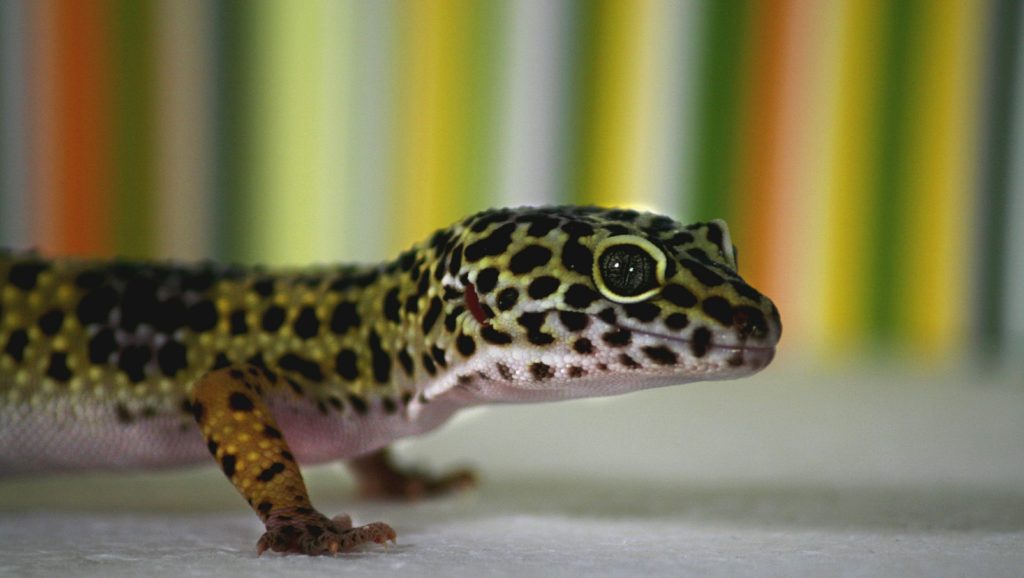 Leopardgecko