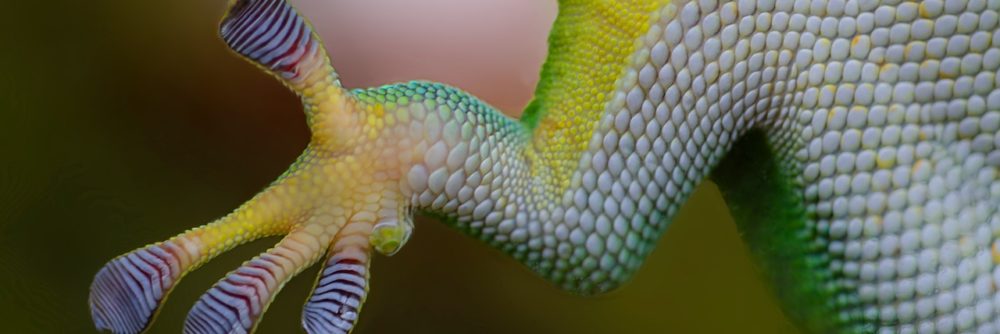 Terrarium Kaufen Gecko Hand